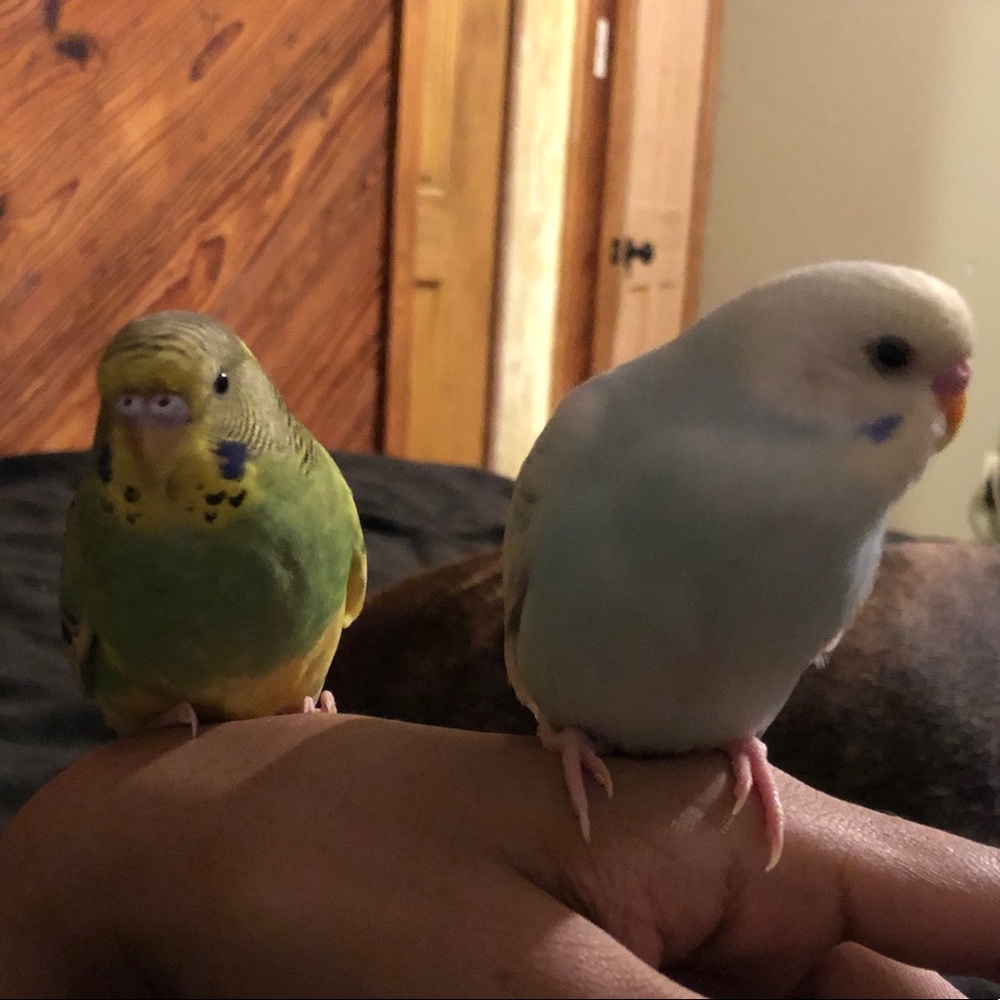 Meet your Posher, Edward